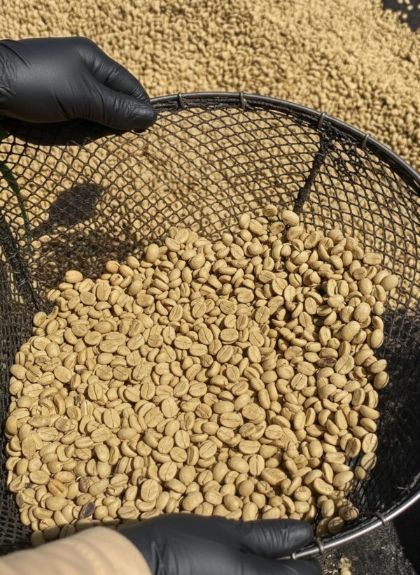 Café orgánico en pergamino 25 kilos